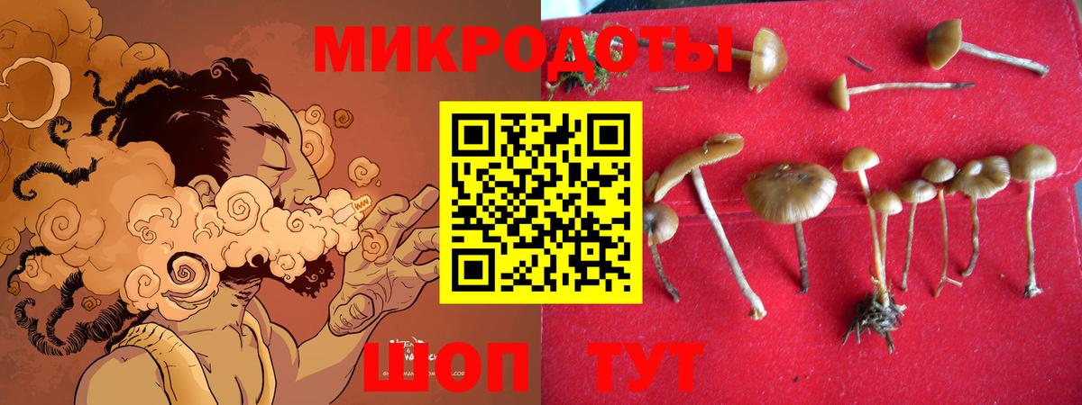 Галлюциногенные грибы Psilocybine cubensis Белогорск